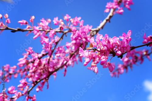 image of Spring pink blossoms tree. selective focus photo