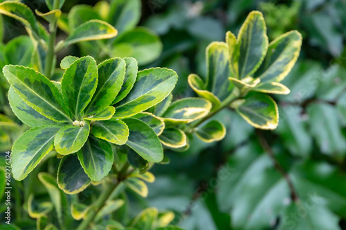 Selective focus Euonymus japonicus Aureo-Marginata with variegated green-yellow leaves on blurred green background. Elegant background for natural design. photo