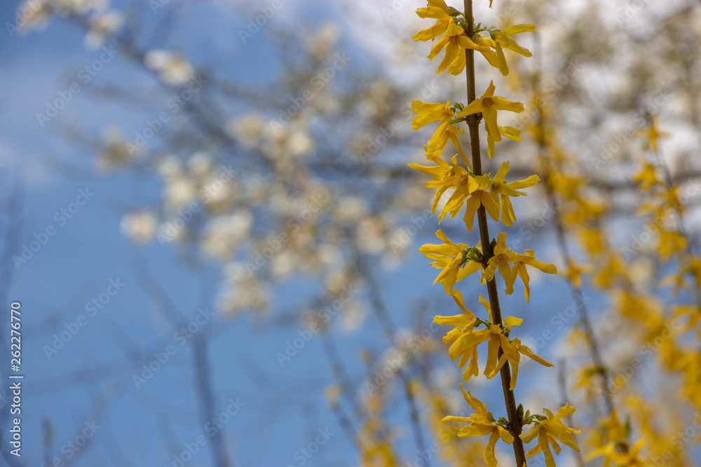 Large blooming forsythia bush blooming in the spring garden Large blooming forsythia bush blooming in the spring garden