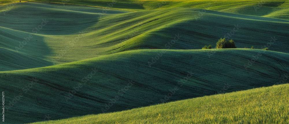 hilly field. picturesque hills. abstract spring field - obrazy, fototapety, plakaty 