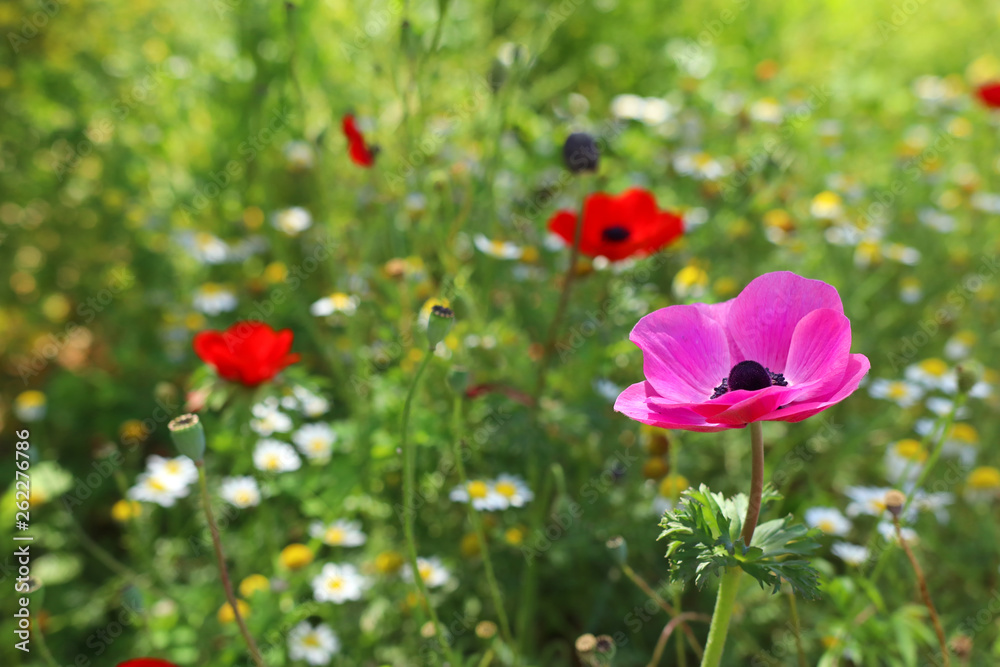 photo of colorful poppy in the green field photo of colorful poppy in the green field