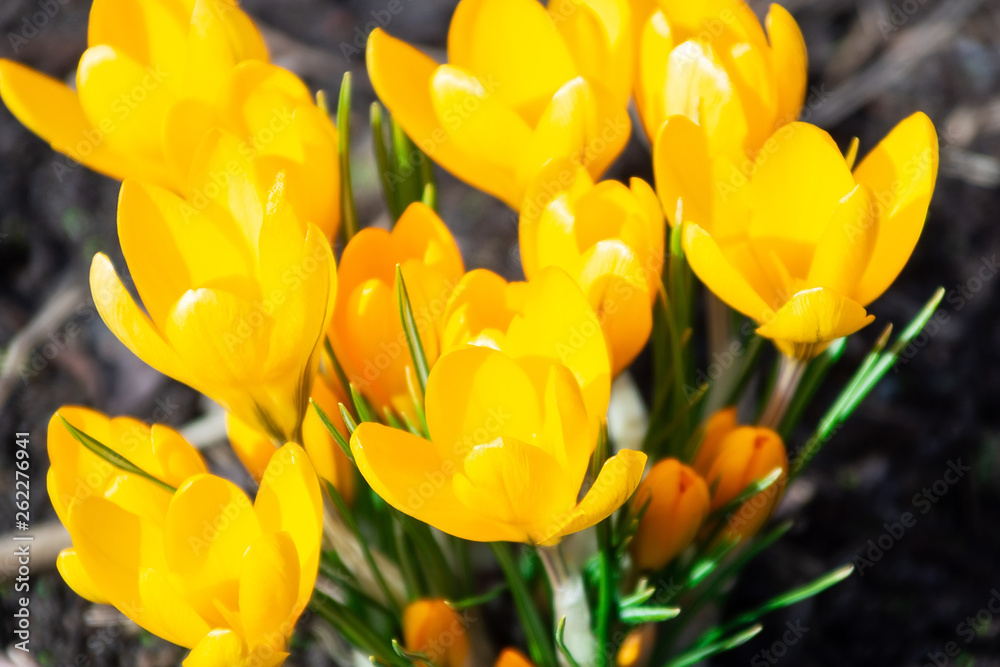 Yellow crocus flowers Yellow crocus flowers