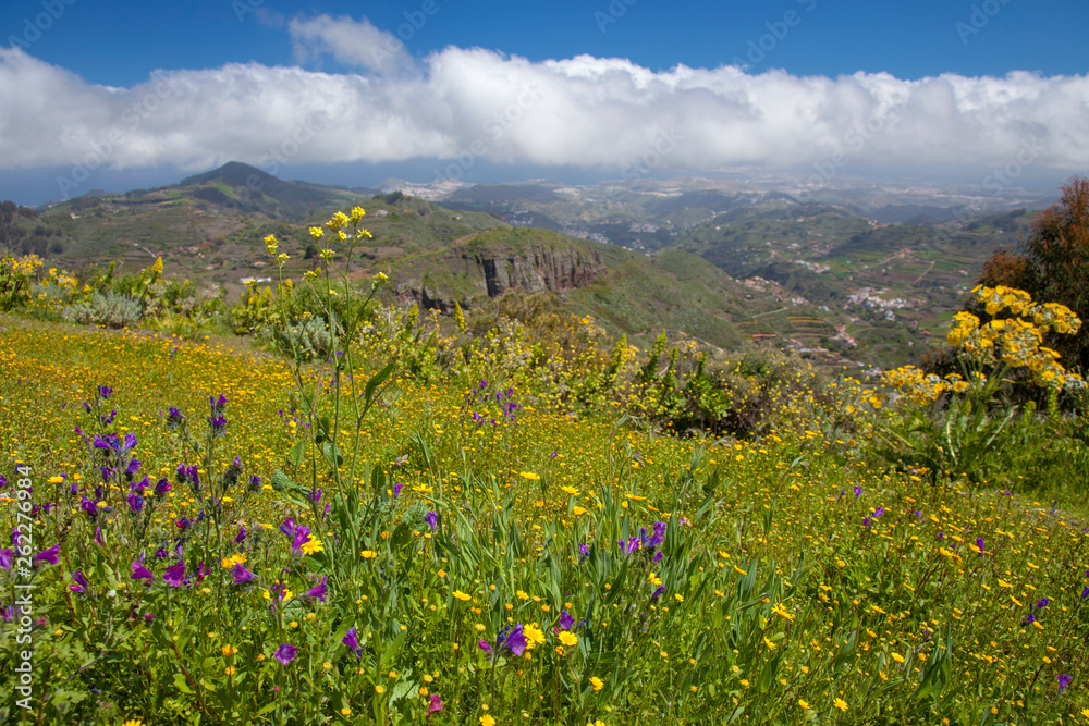 Gran Canaria in flower