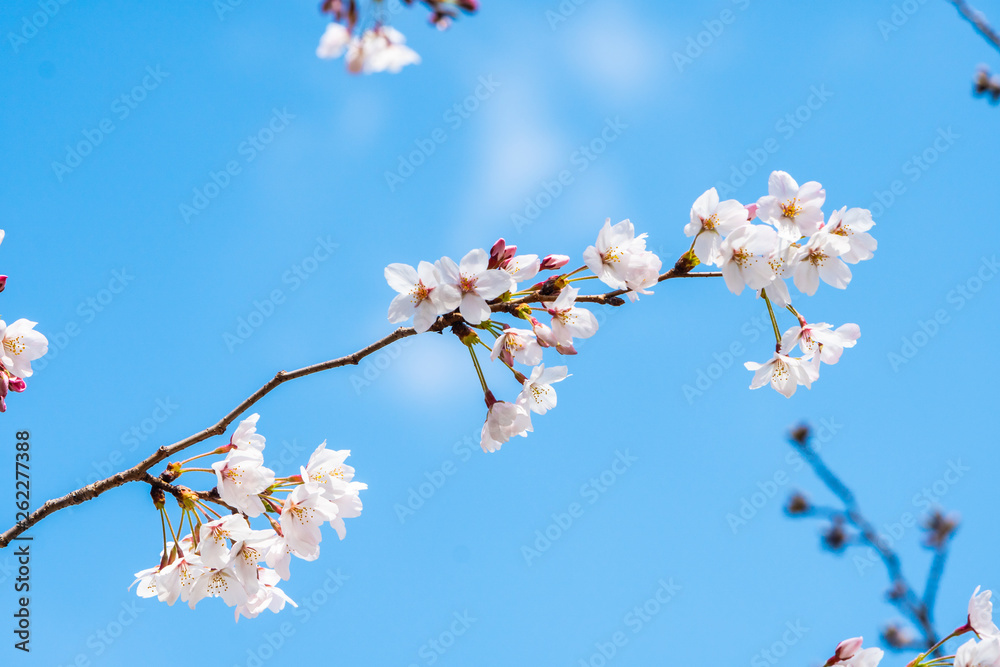 Cherry blossom in spring for background or copy space for text Cherry blossom in spring for background or copy space for text