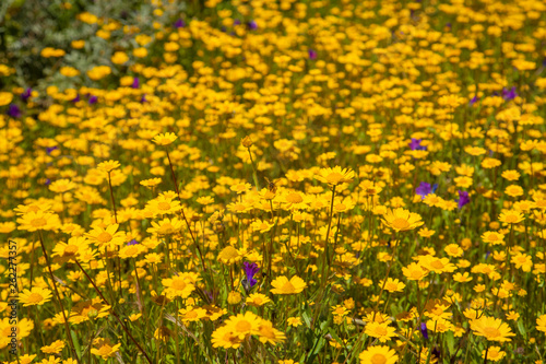 Gran Canaria in flower