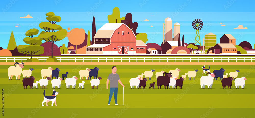 shepherd with stick and dogs herding flock of white black sheeps male farmer breeding sheep wool farm concept field farmland countryside landscape flat full length horizontal