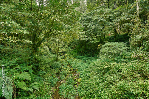 Beautiful green scenery of Giant tree in Alishan forest at Taiwan.