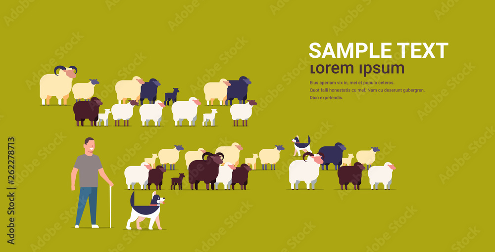 Fototapeta premium shepherd with stick and dogs herding flock of white black sheeps male farmer breeding sheep wool farm concept farmland flat full length copy space horizontal