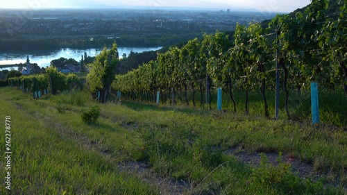 A sunrise scene at a vineyard at the Kahlenberg near Kahlenbergdörfl near Vienna in Austria