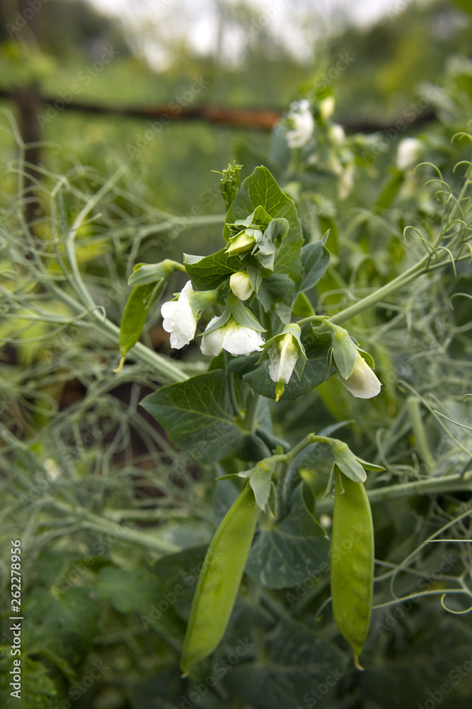 Green peas in the garden. Growing peas in the garden. Stems, flowers and pods of peas.