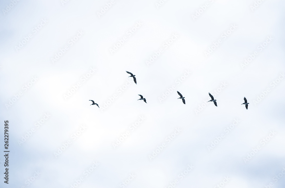 flock of seagulls flock of seagulls