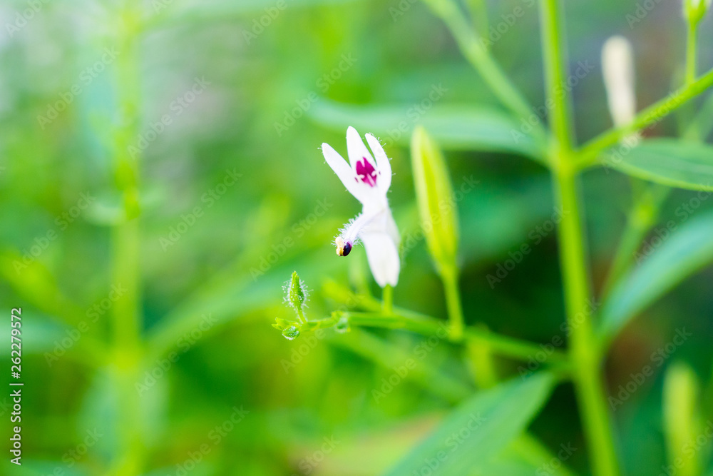 Andrographis paniculata fresh Thai herbal medicine herbs organic plant leaves and flower, closeup Andrographis paniculata fresh Thai herbal medicine herbs organic plant leaves and flower, closeup