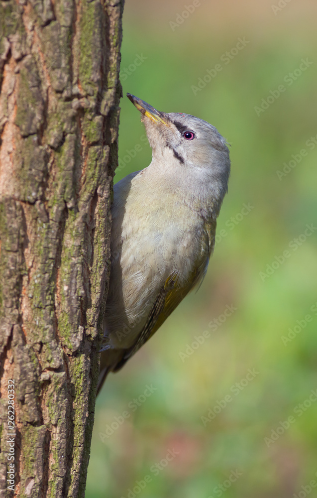 Grey-headed Woodpecker (Picus canus) Grey-headed Woodpecker (Picus canus)