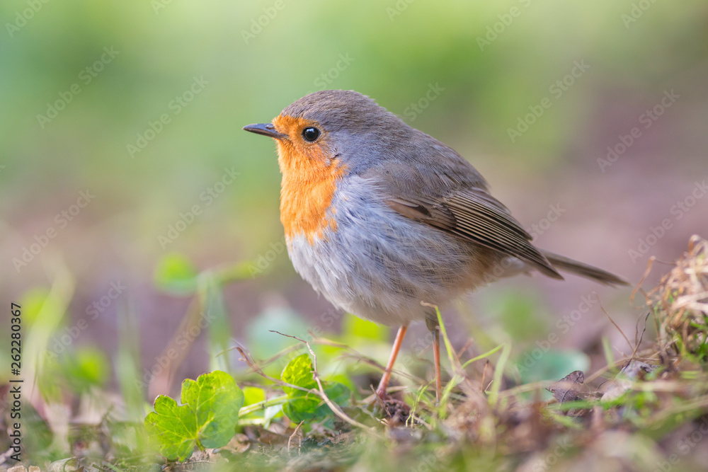 European robin (Erithacus rubecula) European robin (Erithacus rubecula)