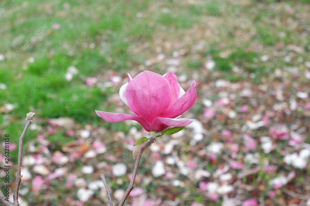 Pink magnolia blossom Pink magnolia blossom
