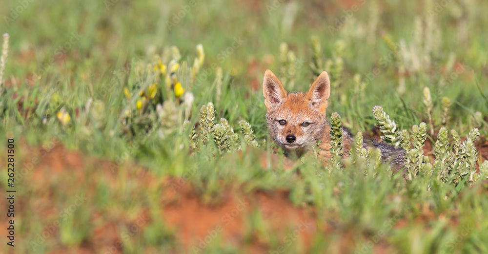 Lone Black Backed Jackal pup sitting in short green grass explore the world