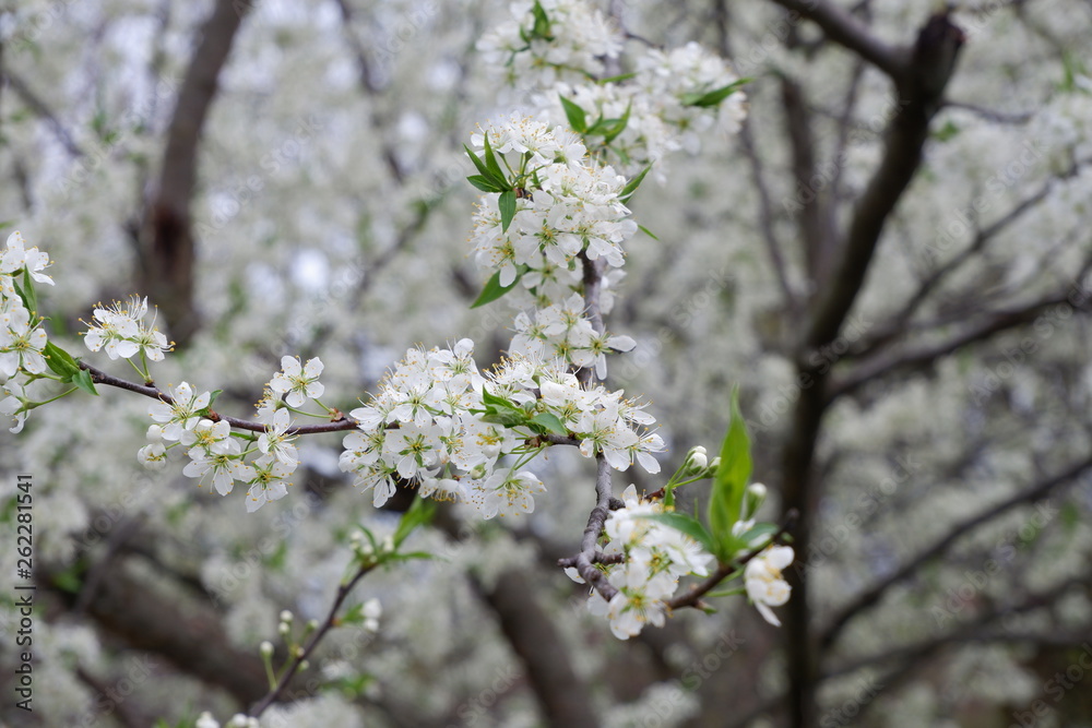 Chinese Flowering Cherry tree