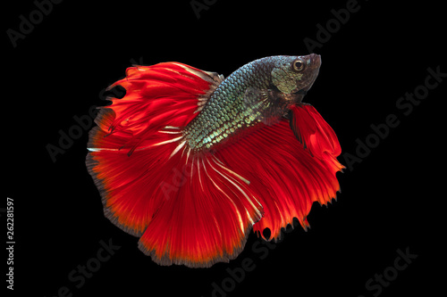 Bild auf Leinwand The moving moment beautiful of red green siamese betta fish or fancy betta splendens fighting fish in thailand on black background