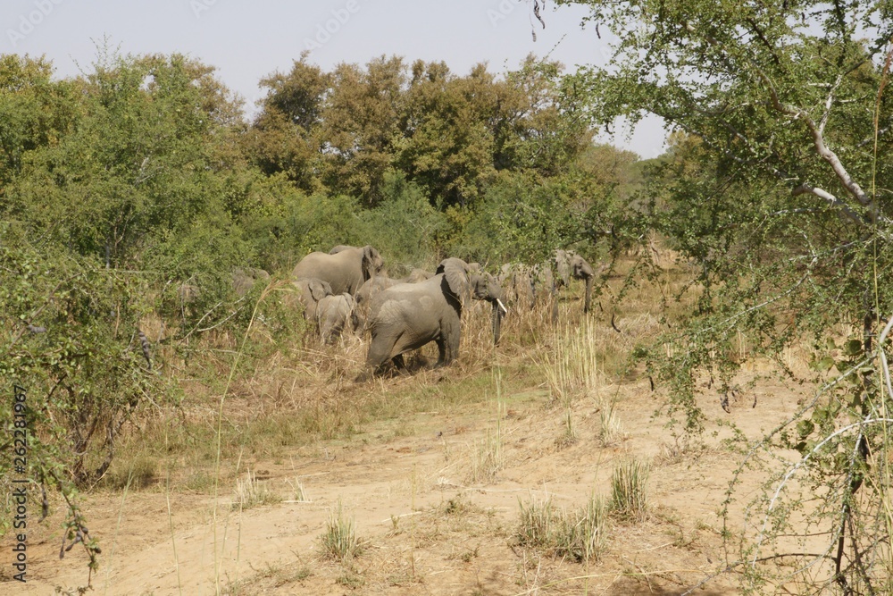 Naklejka premium elephant in cameroon