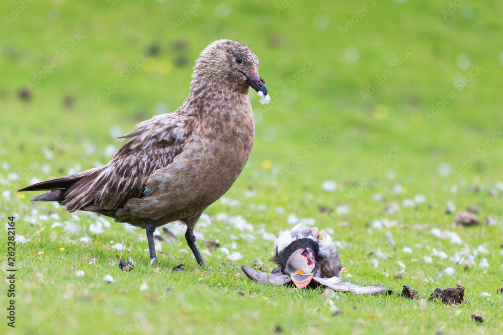 Great skua standing on green grass eating a puffin it killed Great skua standing on green grass eating a puffin it killed