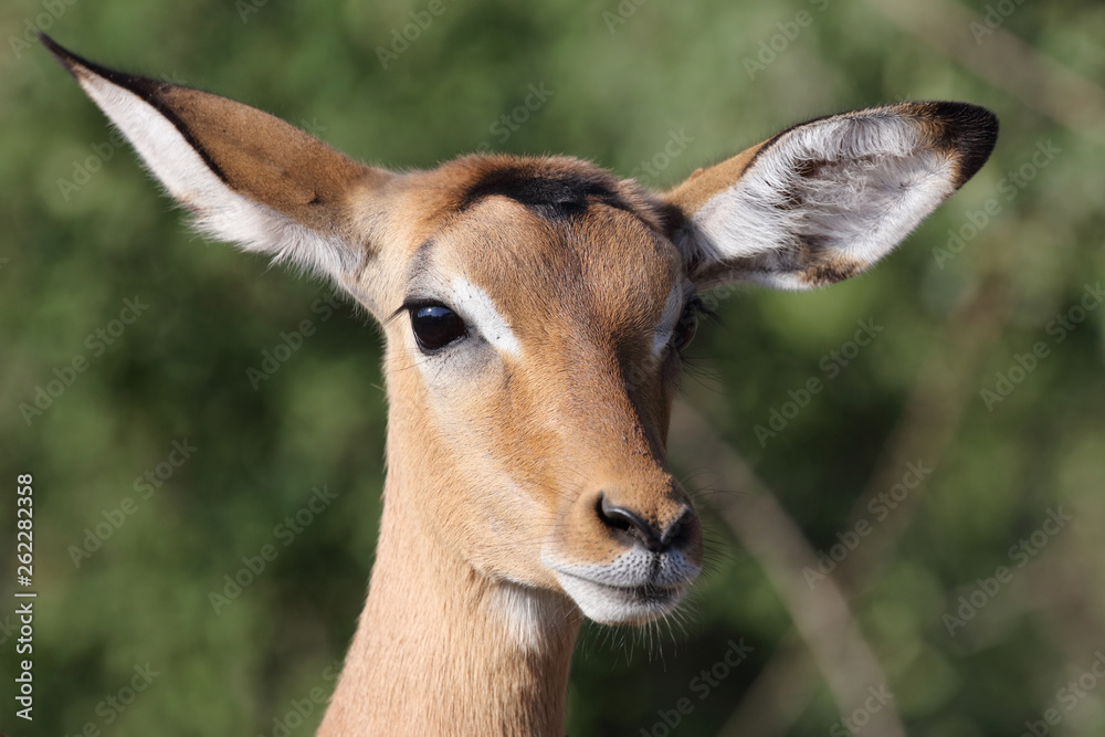 Schwarzfersenantilope / Impala / Aepyceros melampus Schwarzfersenantilope / Impala / Aepyceros melampus