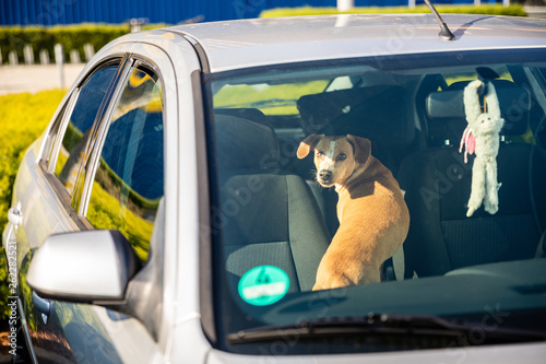 Hund im Auto eingesperrt