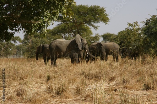 Canvas Print herd of elephants