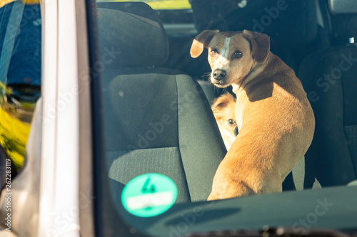Hund im Auto eingesperrt