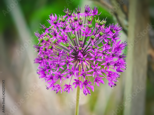 Allium Flower