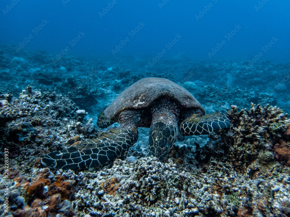 Hawksbill sea turtle breaks hard corals to extract anemones, shrimps and sponges as part of its diet. Its narrow head and jaws shaped like a beak allow it to get food from crevices in coral reefs.