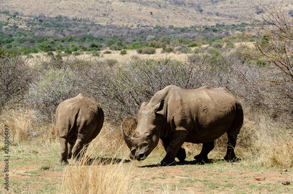 Rhinocéros blanc, white rhino, Ceratotherium simum, Parc national du Pilanesberg, Afrique du Sud Rhinocéros blanc, white rhino, Ceratotherium simum, Parc national du Pilanesberg, Afrique du Sud