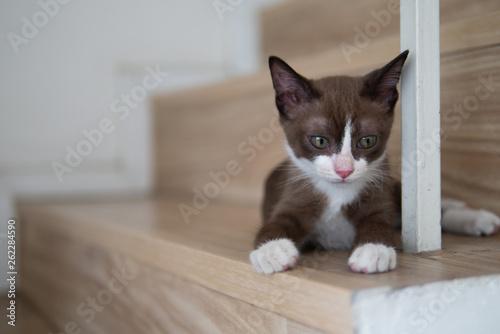 Little chocolate brown mask faced and pink nose kitten cat is watching for something on wooden floor