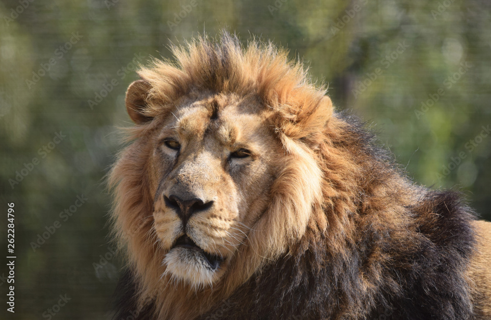 male lion portrait close up head and face