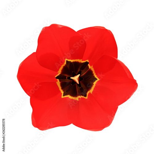Tulip flower red bud top view isolated on white background with clipping path.