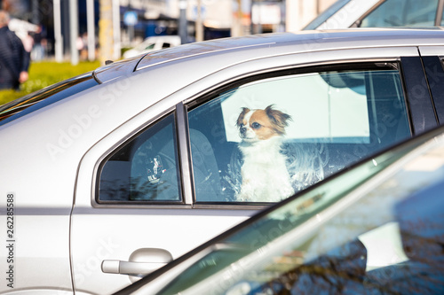 Hund im Auto eingesperrt