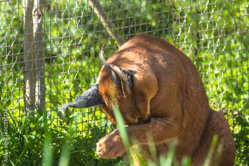 Caracal in zoo