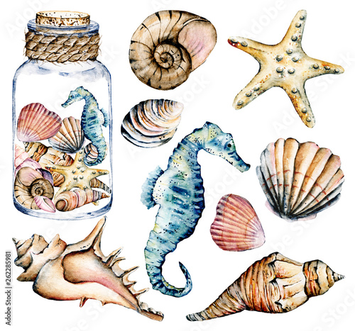 Seashells set, marine scenery. Watercolor seahorse, starfish and other shells. Travel, beach design isolated on white background. Hand drawing. 