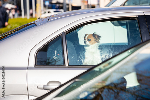 Hund im Auto eingesperrt