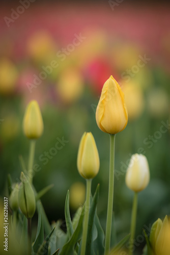 Selectively focused bright yellow Tulip with shallow depth of field