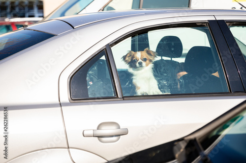 Fototapeta Naklejka Na Ścianę i Meble -  Hund im Auto eingesperrt