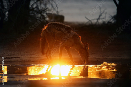 The young black-backed jackal (Canis mesomelas) is going to drink from the small waterhole in the evening during sunset.