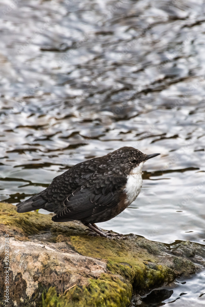Dipper stands on stone, Scottish Highlands, Scotland Dipper stands on stone, Scottish Highlands, Scotland