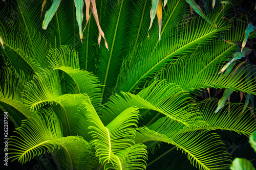 Palm leaves background. Beautiful of green tropical leaves dark green background  Tropical leaves