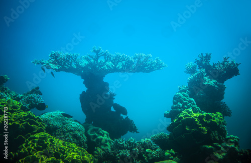 corals in the red sea