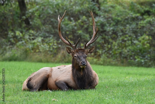 Young bull elk resting