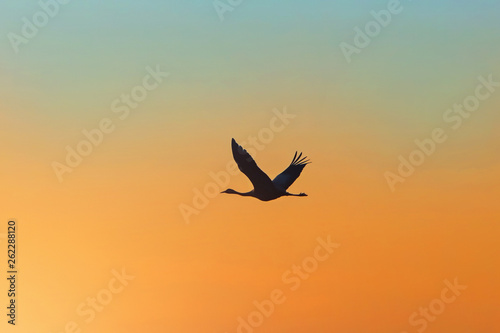 dark silhouette of a crane in the sky at sunset © serhio777