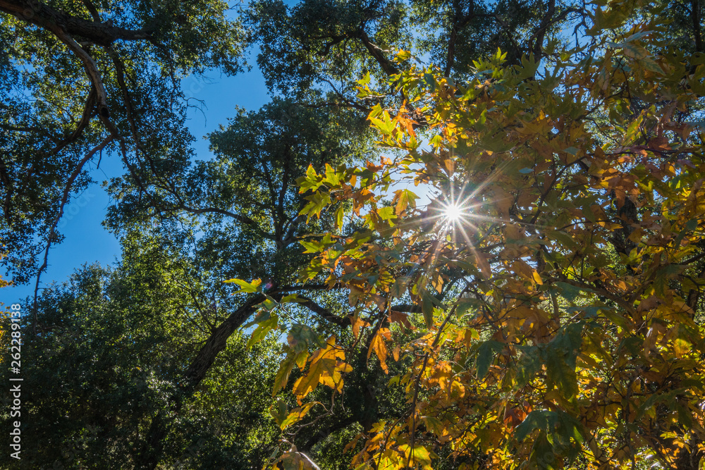 Obraz premium Sun Light through Forest Canopy