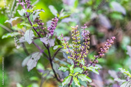 Red holy basil or Basil  photo