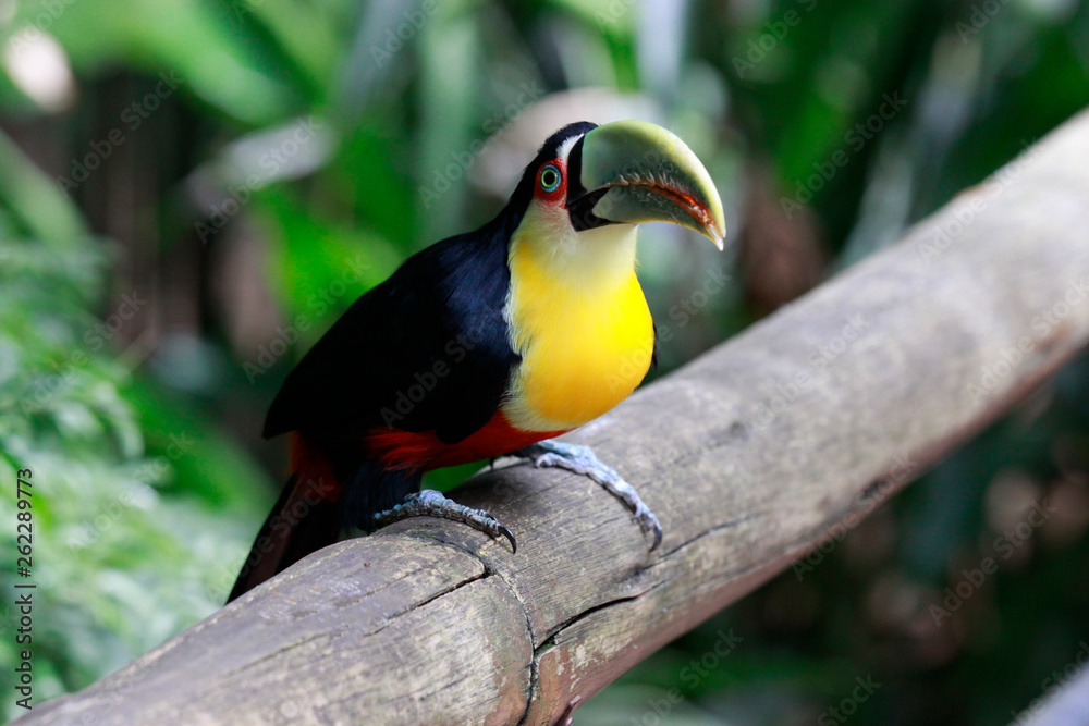 Fototapeta premium Close-up portrait of the toco toucan with bright green beak and green eyes. Ramphastos toco.Brazil. Iguazu.
