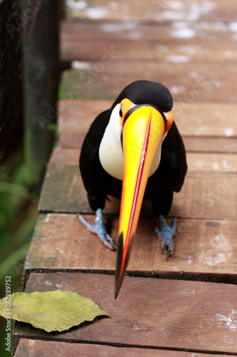 Close-up portrait of the toco toucan with bright orange beak and blue eyes. Ramphastos toco.Brazil. Iguazu.